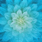 Big Flower - Aqua - Wall Hanging With Pocket Rod - Custom Made for JG